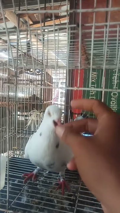 merpati betina Lenjeh birahi