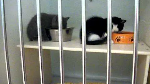 Piggy Kitties