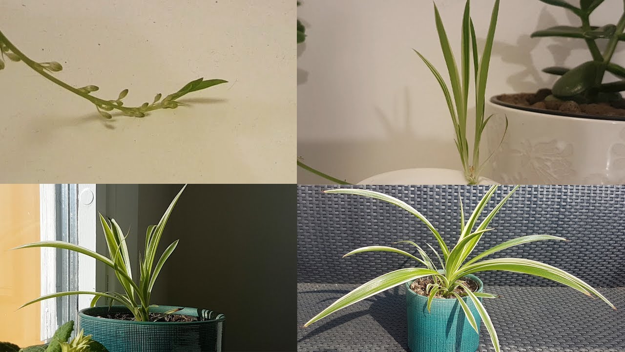 Spider Plant Germination - Tips On Growing Spider Plants From Seed
