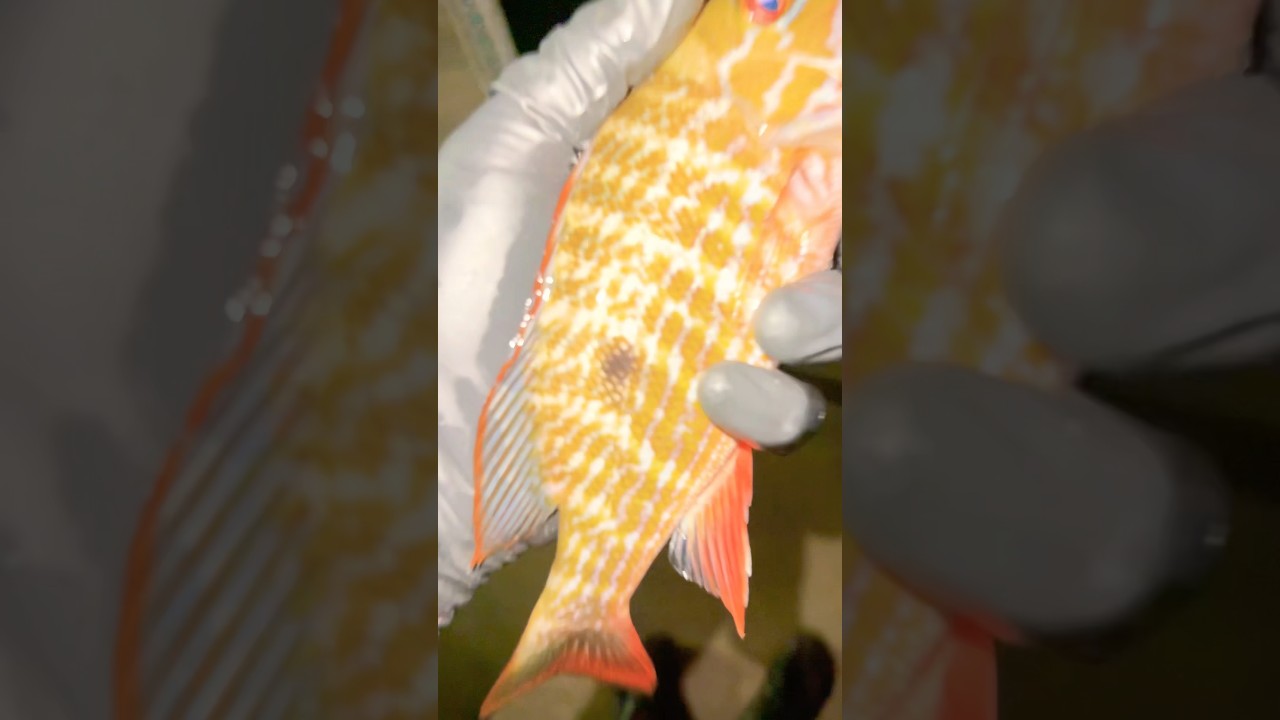 Mutton snapper catching release 