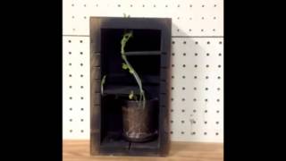 Stithsonianscience Pea Plant Maze Movie