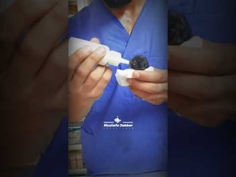 ارضاع قطة صغيرة بعمر 7 ايام    الطبيب البيطري مصطفى جبار   