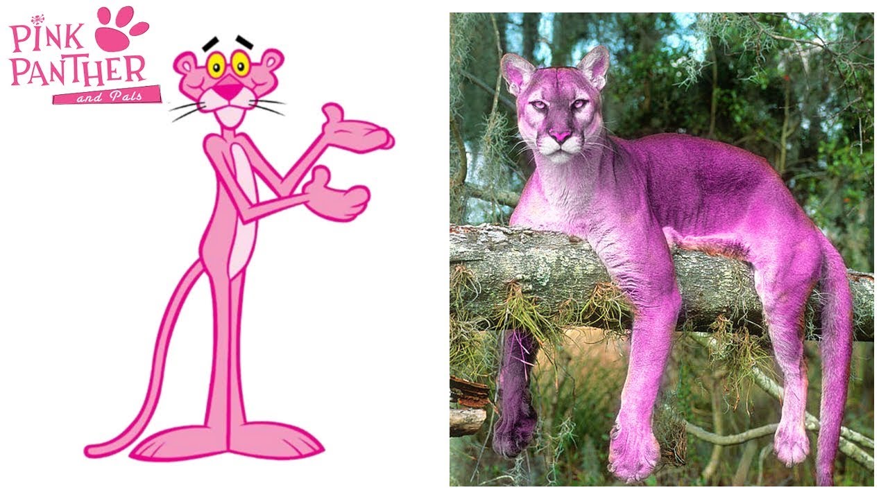 Pink Panther and Pals Characters in Real Life - YouTube
