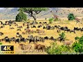 4K African Wildlife: &quot;Paradise&quot; of Wildlife in Kenya Preserve | Savage Kingdom | Ultimate Predators