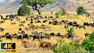 4K African Wildlife: "Paradise" of Wildlife in Kenya Preserve | Savage Kingdom | Ultimate Predators