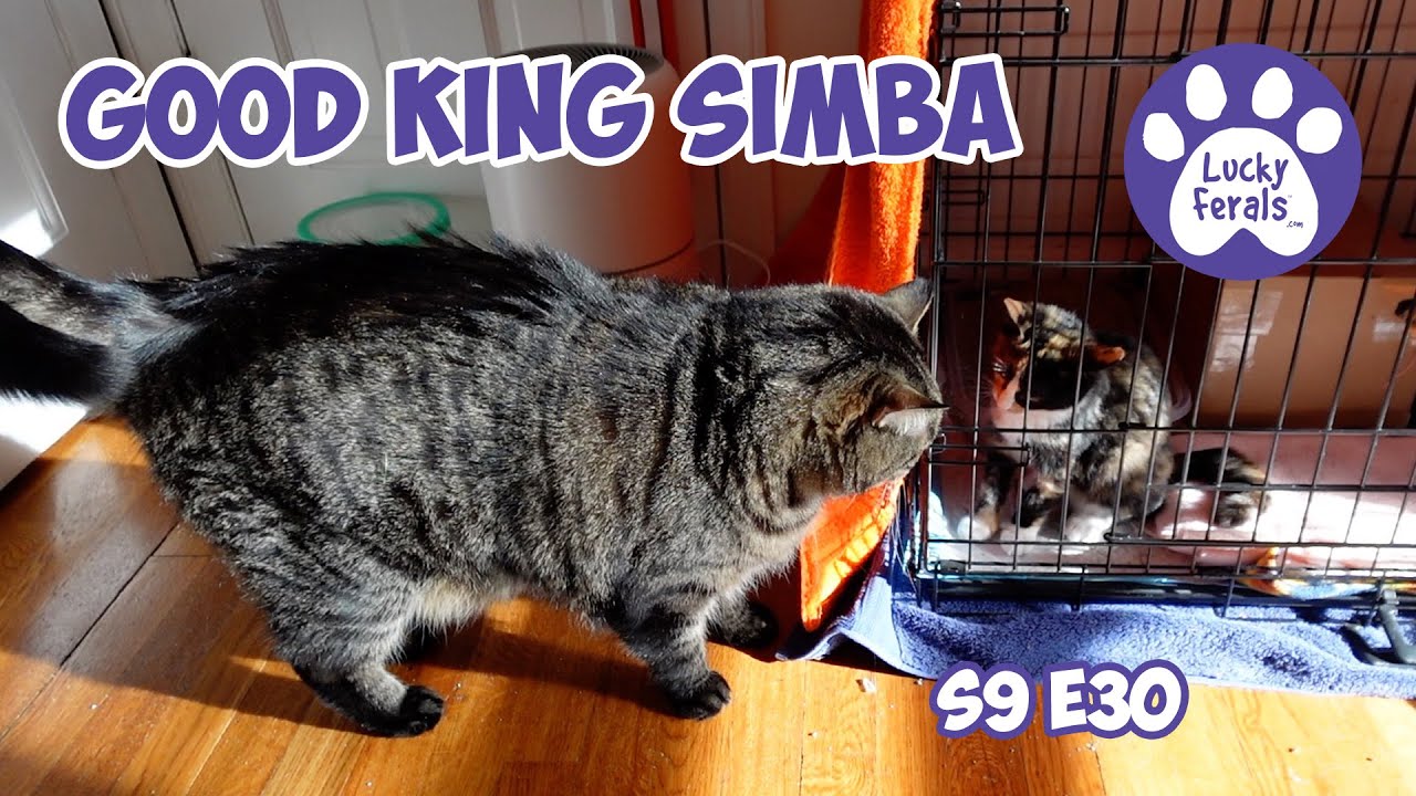 Спасение котят: дни 29-30, Добрый король Симба, Хромой кот, Предупреждение о кошачьем корме - Luc...