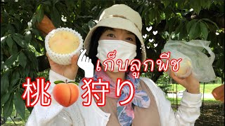 岡山桃狩りเก็บลูกพีชญี่ปุ่นสนุกที่สุดในโลก  The Fruit Kingdom Okayama