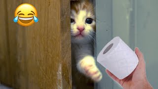 TRY NOT TO LAUGH 🤣 - Best Funny Animal Videos  😻🐶 #78 by Maymoc Animals 6,947 views 1 year ago 5 minutes, 57 seconds