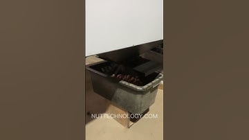 Sorting walnuts in the shell by size. Nut calibrator