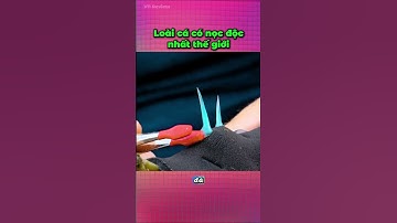 Loài cá có nọc độc nhất thế giới