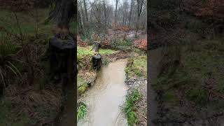 Walking In Epping Forest In The Rain