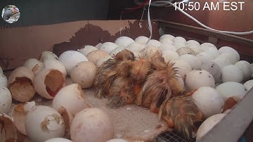 Duck Hatch Timelapse (33 hours)