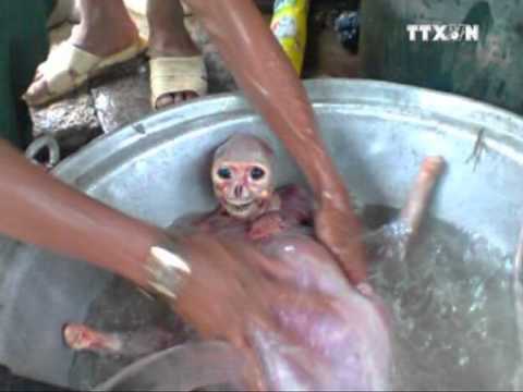 XÁC ĐỊNH ĐƯỢC NHỮNG KẺ SÁT HẠI LOÀI VOỌC QUÝ HIẾM