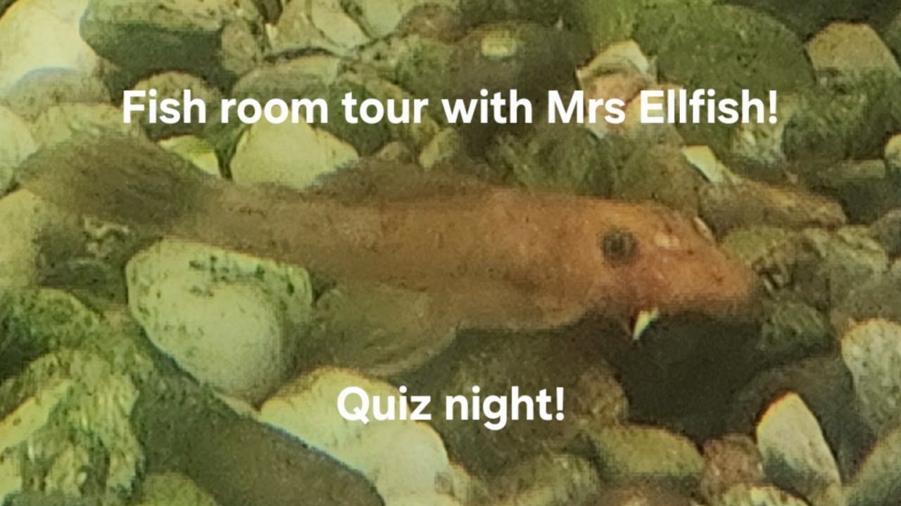 Friday Fish,  Food and Fun! 6/26/26
