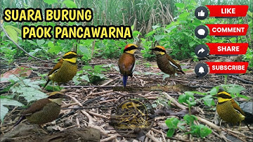 suara burung paok pancawarna