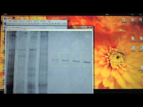 Using Imagej To Quantify Protein Bands On A Page Gel