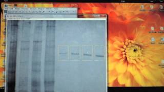 Using ImageJ to quantify protein bands on a PAGE gel. Using ImageJ to quantify protein bands on a PAGE gel.