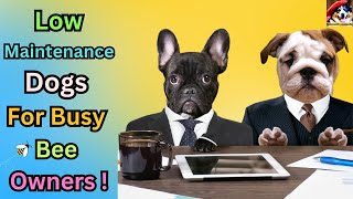 Top 10 Low Maintenance Dogs for Busy Owners: Effortless Companionship Guide! by Fantastic animals 465 views 8 months ago 6 minutes, 36 seconds