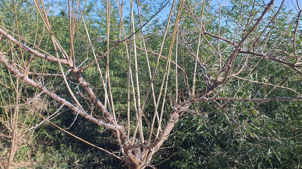 매실 나무 전정과 필요장비 (1)