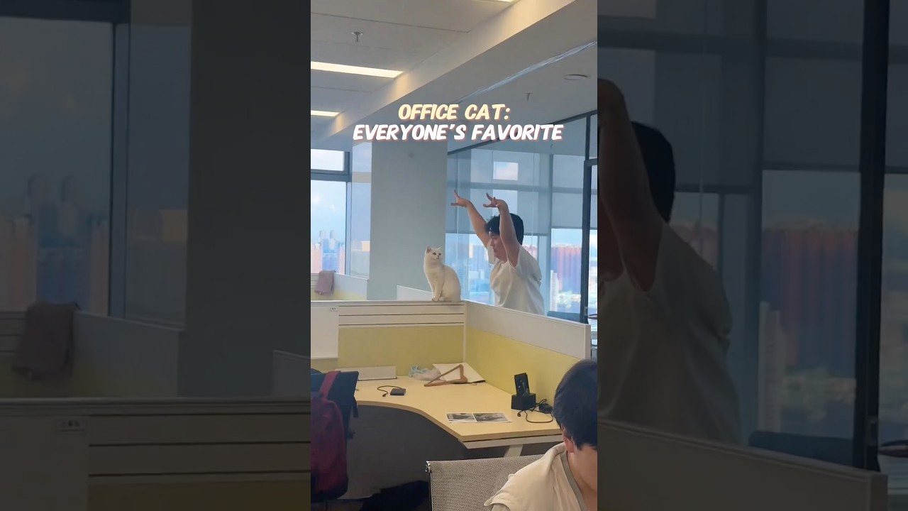 When Your New Coworker Is a Cat… and Everyone Loves Him 🐱#officecat #catlover #funny #catlife #fyp
