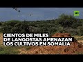 Cientos de miles de langostas amenazan pastos y cultivos en Somalia