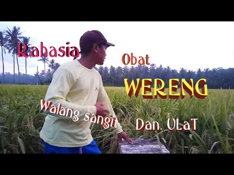 Selain untuk menggoreng ternyata minyak goreng bisa dimanfaatkan untuk membuat lampu. Dalam video sa. 