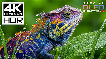 Masterpiece of 4K HDR 60FPS🌿Dolby Vision 8K/4K Video TV