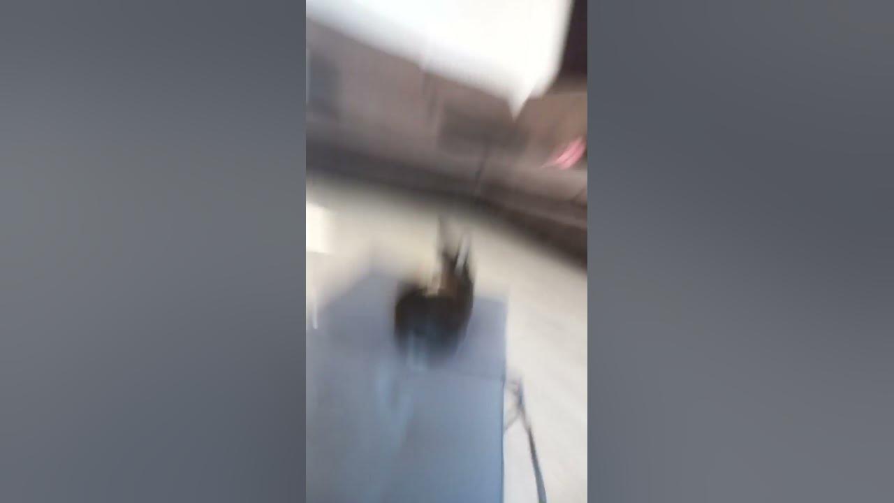 pupsik - YouTube