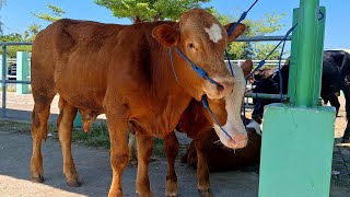 13500‼️BAKALAN SUPER JALON JUMBO || Musim Qurban Sapi Bakalan Sepi pembeli || Pasar Bojonegoro