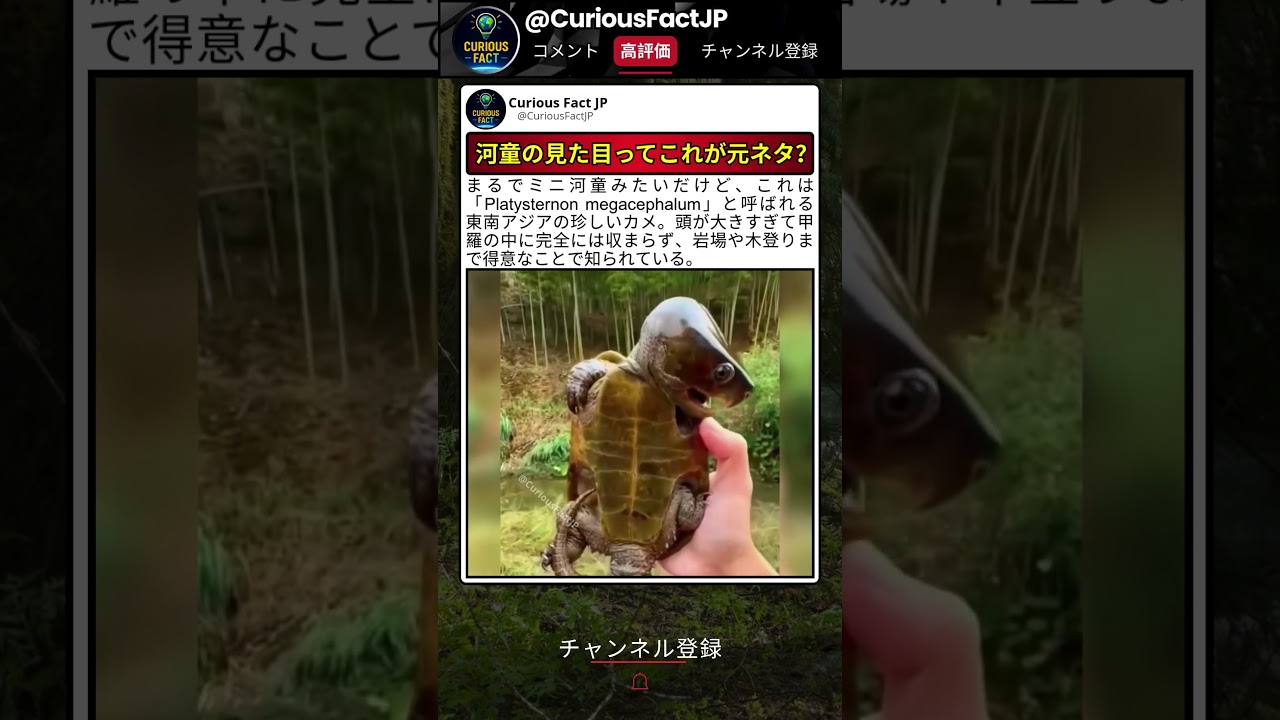 頭が大きすぎる謎のカメ