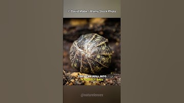 Roly Poly | The Pill Bug