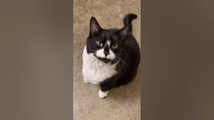 Video 11763611: cat meow kitty, cats meowing loudly, cats compilation, cat pets, cute cat, funny cat, cat sound, adorable cats, cat playing