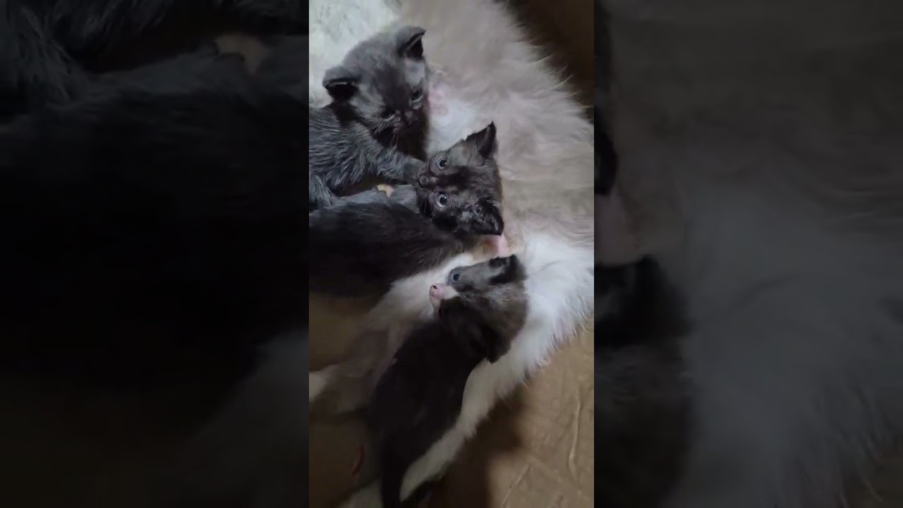 My Lovely Cats My Family