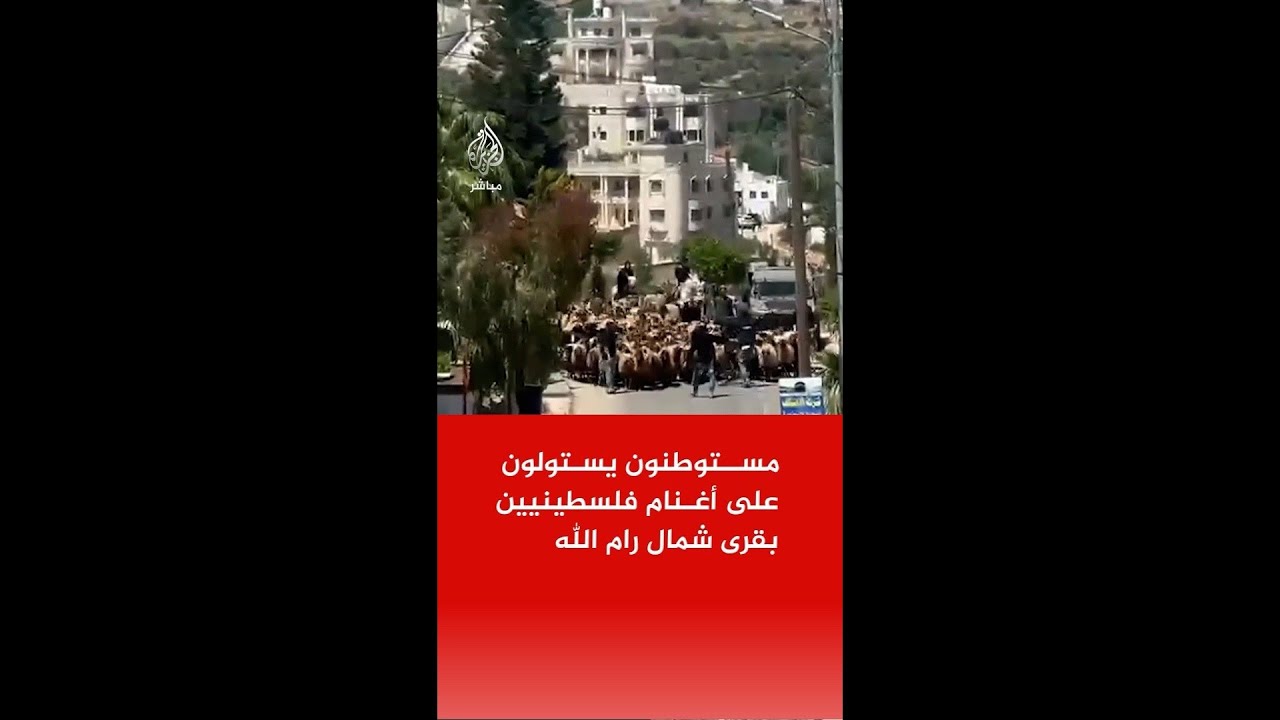 صور تداولها ناشطون لاستيلاء مستوطنين على أغنام فلسطينيين من قرى شمال رام الله بالضفة الغربية