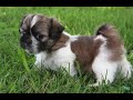 Cría de Perros Raza Shih Tzu - TvAgro por Juan Gonzalo Angel