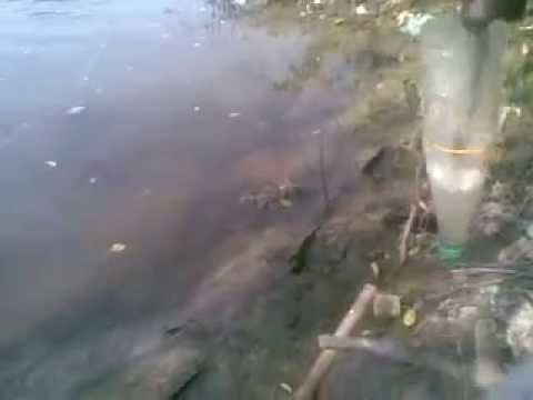 Umpan Mancing Mania Mancing Belanak Malam Hari