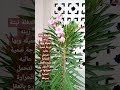 معلومات عن شجرة الدفله