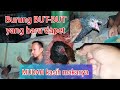 Pakan yang cocok untuk anakan&quot; BURUNG BUT-BUT&quot; yang baru dapet dari sarangnya.