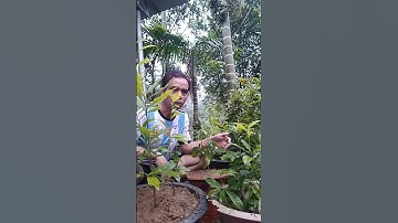 Cảnh nổi bật từ buổi phát trực tiếp