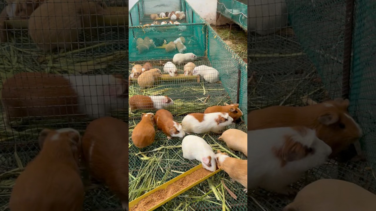 Visita a granja de cuyes #cuyes #cuys #cury #curry #cuy #cuyo #cuyos #pets #cute #animales #cute