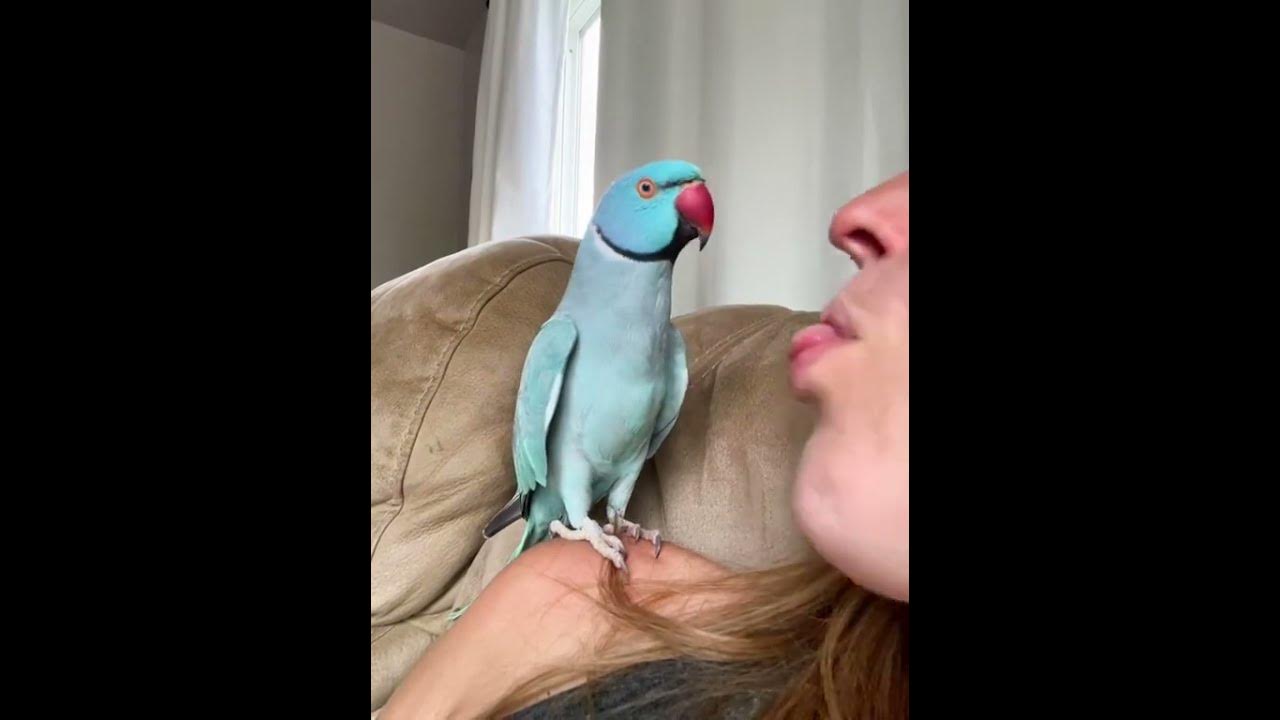 ADORABLE Parrot Chats with Pet Parent! ADORABLE Parrot Chats with Pet Parent!
