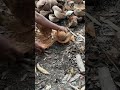 Tukang Panjat Itu Tidak Menurunkan Daun Hijau Karena Ini🤔