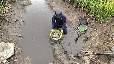 Giải cứu cá rô đồng (T74) bắt thấy ham luôn 