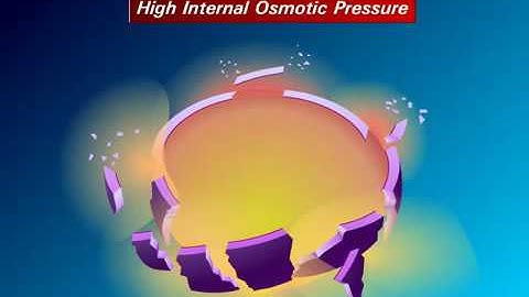 Cơ chế tác dụng và đề kháng của kháng sinh Beta-lactam