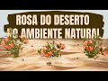 IMAGENS incríveis da ROSA DO DESERTO em seu AMBIENTE NATURAL