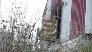 Le calvaire des poules pondeuses de Kingersheim