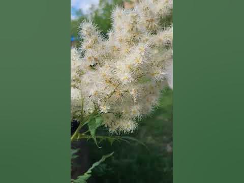Шмель - YouTube