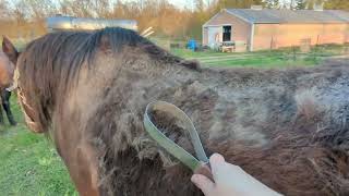 Late Spring Grooming Video  Horse Who Didn't Lose Her Winter Coat Due to Worms (Worming Her Worked)