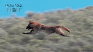 YELLOWSTONE - Grizzly bears vs wolves