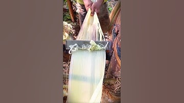smart technique of shaving banana tree bark for crafts #shorts